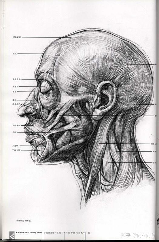 画素描人像的时候怎么画年轻女孩子的面部结构