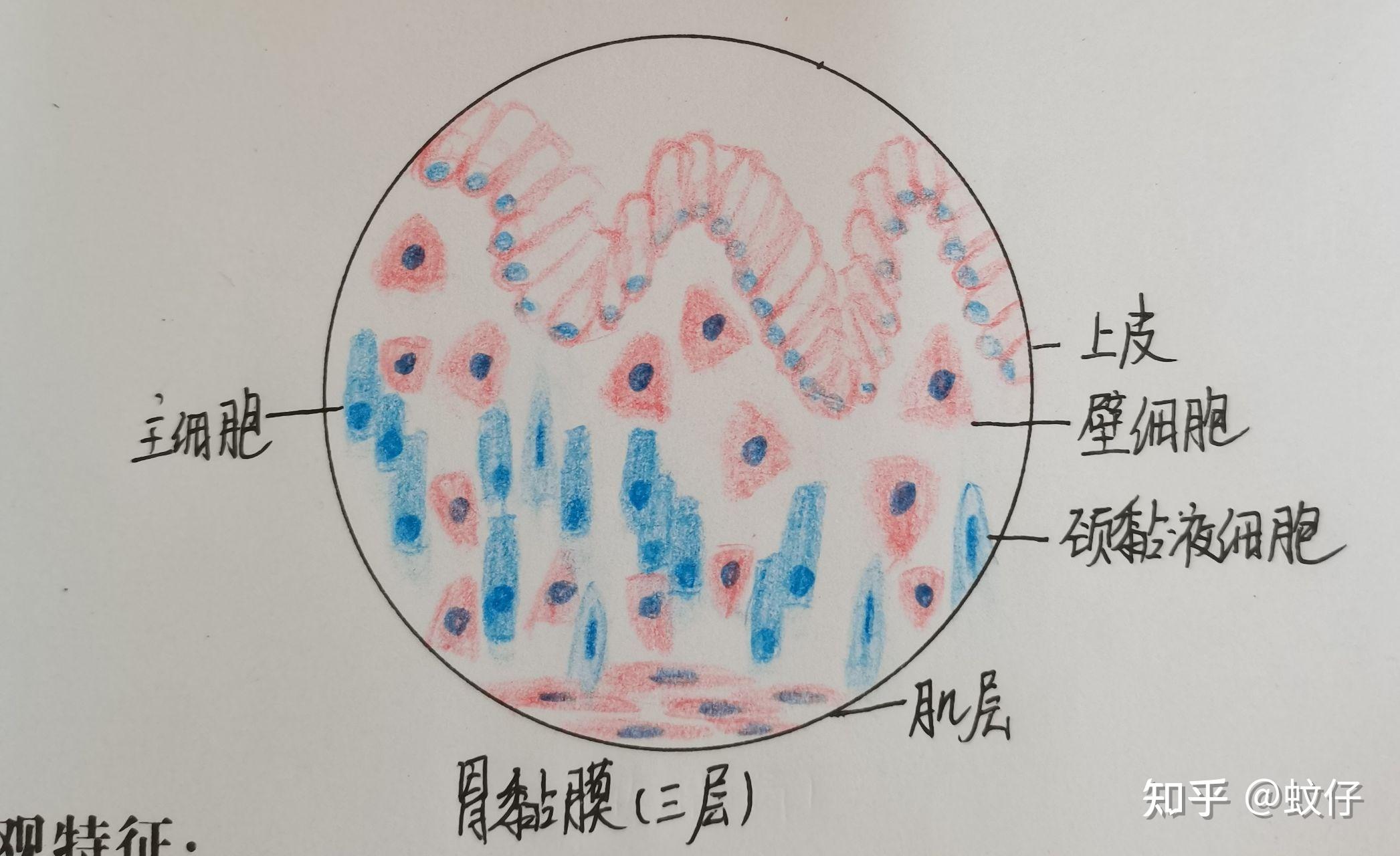 组织学与胚胎学红蓝铅笔绘图 