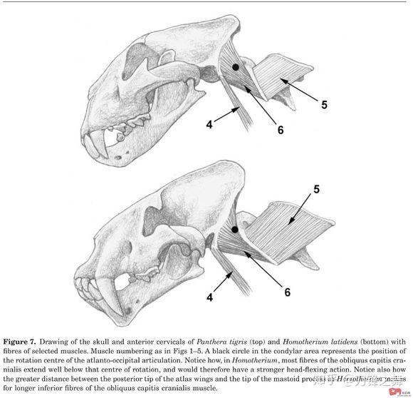 剑齿虎打得过狮子老虎吗?(剑齿虎与狮子体型对比)