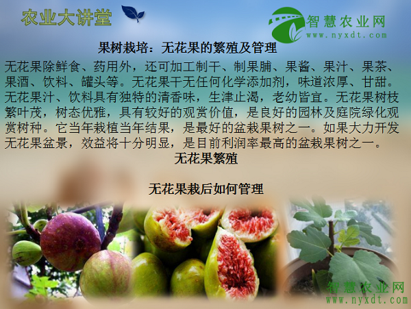无花果的种植与管理2021 v2-2ecef62c677291adc507a095adf865f3_1440w.jpg?source=172ae18b
