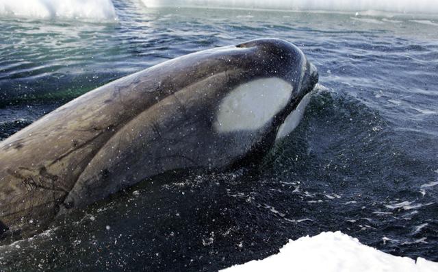 虎鲸眼睛上方的白斑有哪些作用