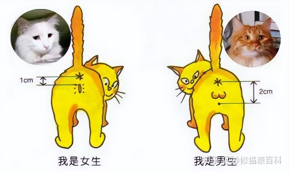 猫咪“性知识”,不要害羞,了解对猫有好处! - 知乎