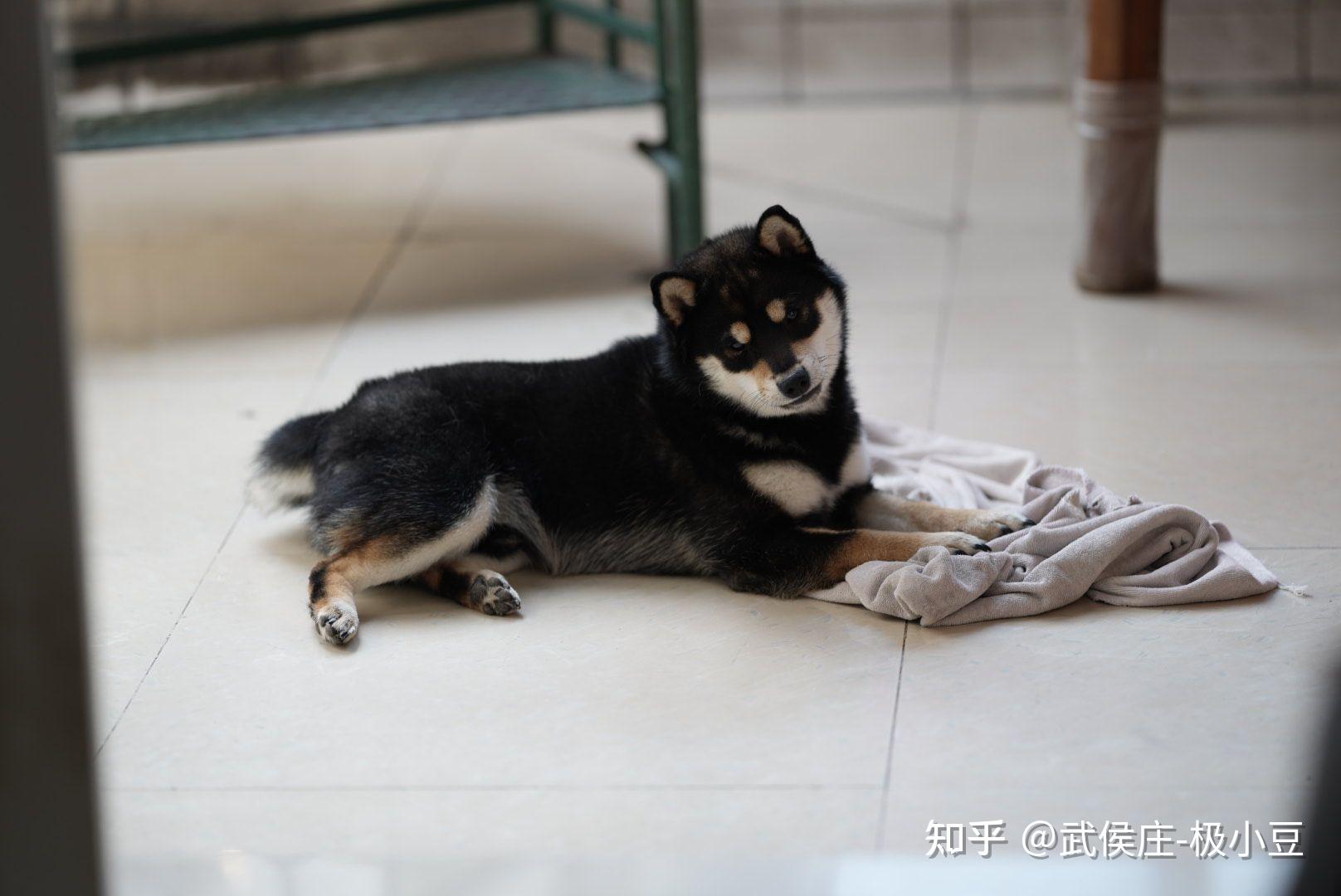 為什麼我的黑柴犬沒有豆豆眉