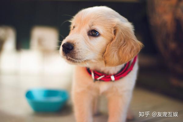 人形犬自我训练 长期笼中圈养m女 给主人当狗的规矩