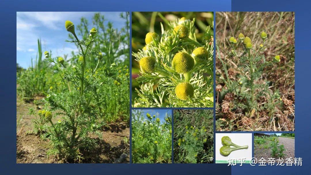 香精与香料(165)—洋甘菊 - 知乎
