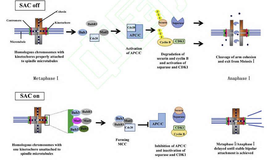 整倍体胚胎是什么意思