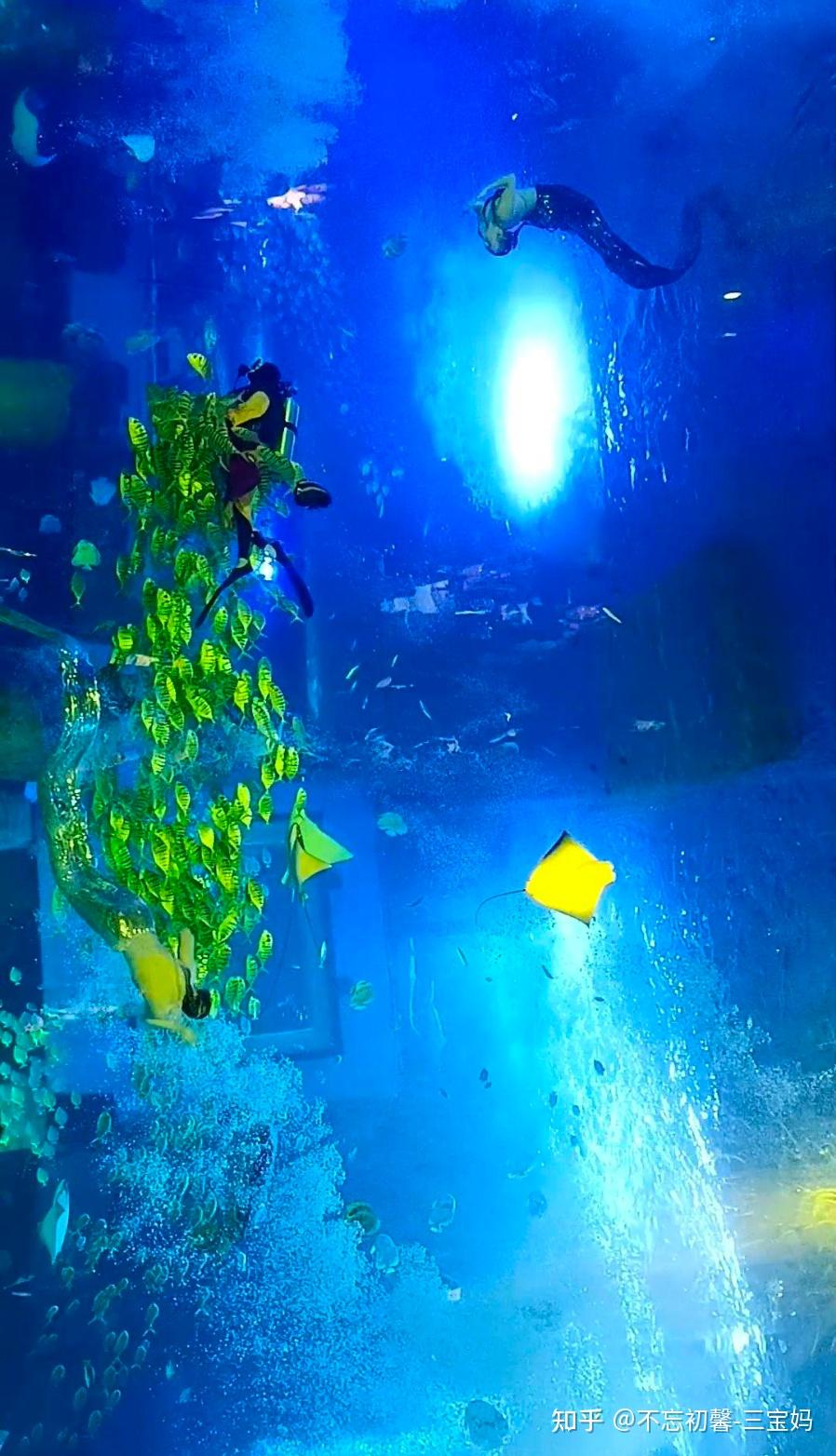 畅游广州正佳极地海洋世界