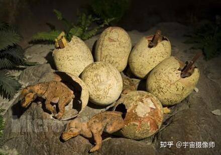 如何看待熟蛋返生孵雏鸡论文作者发声学生们有特殊能力原理为时光倒流