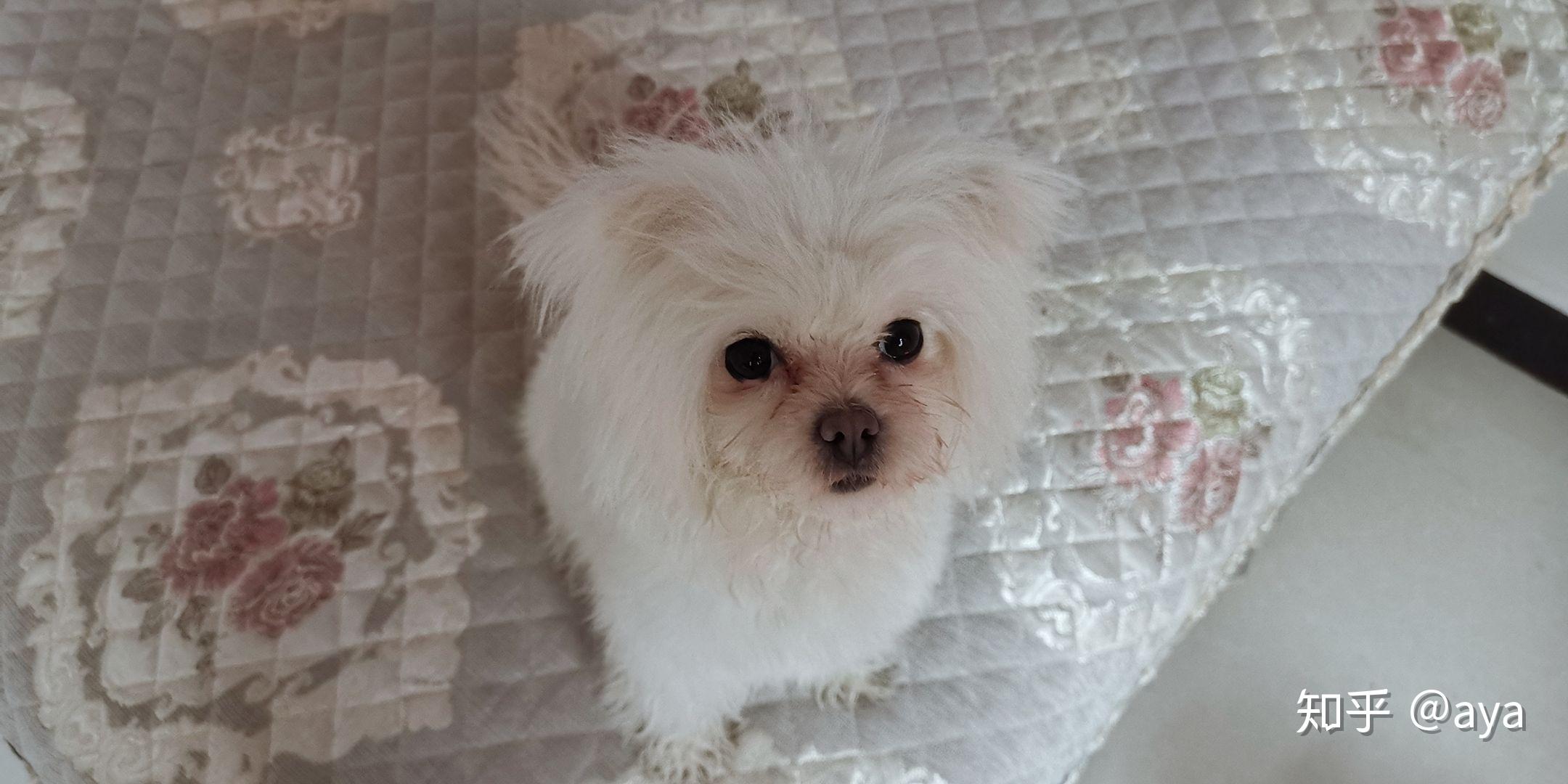 博美和比熊的串串能长多大?成犬什么样子? - 知乎