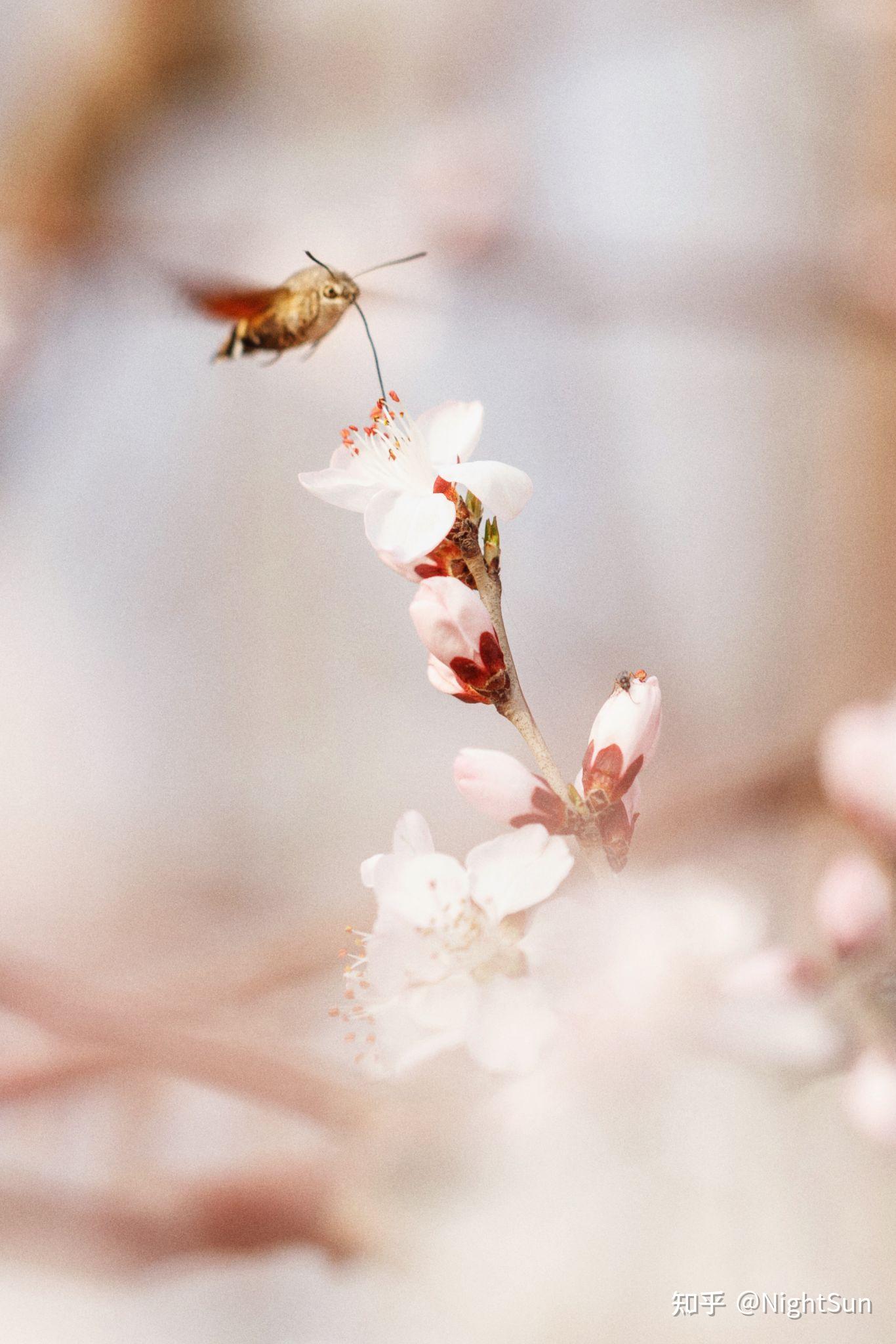 可以分享一下你用长焦镜头拍的照片吗? - 知乎