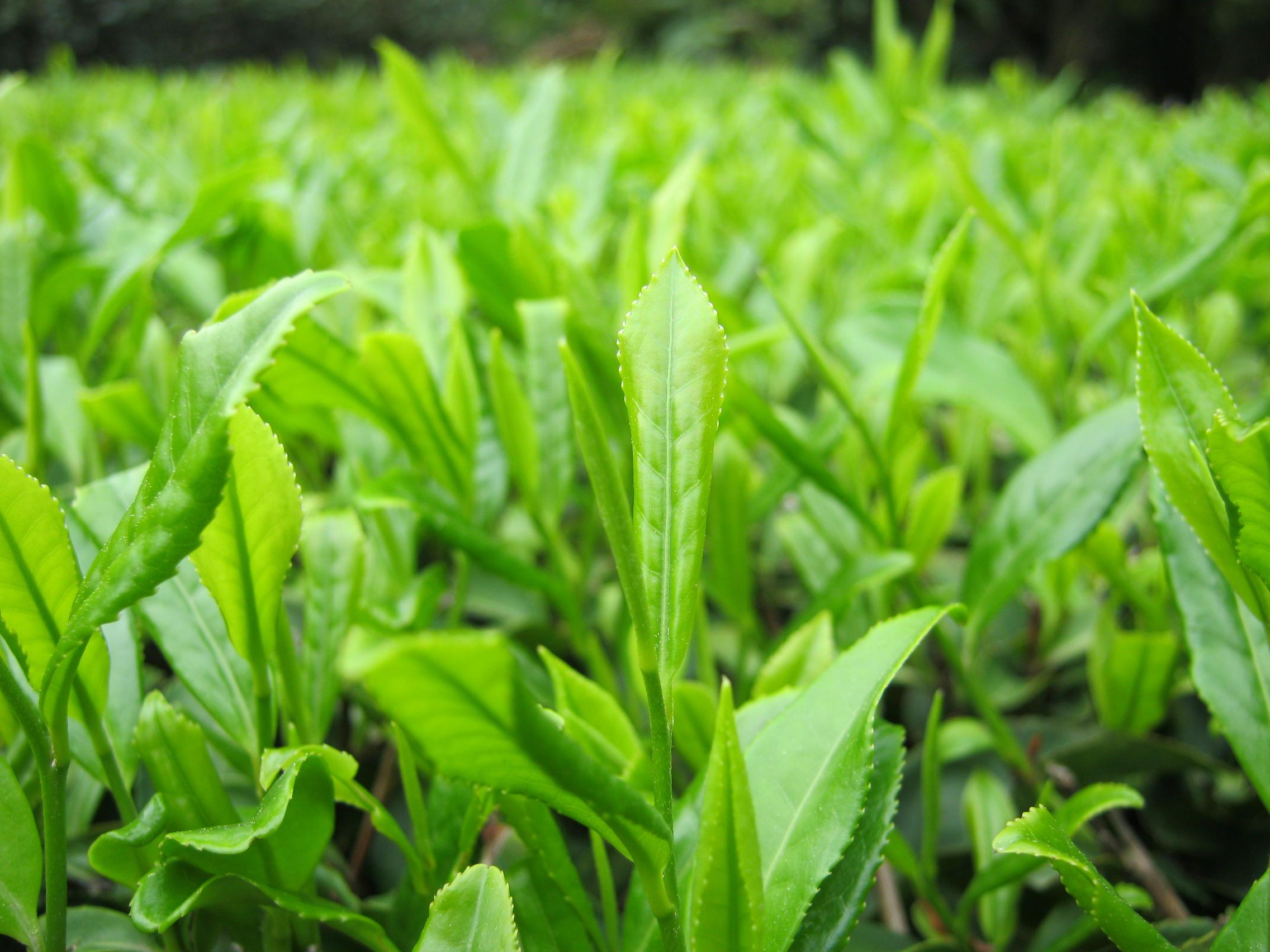 茶叶是大自然的味道-茶园摄影|摄影|人文/纪实摄影|Jewstudio_原创作品-站酷ZCOOL