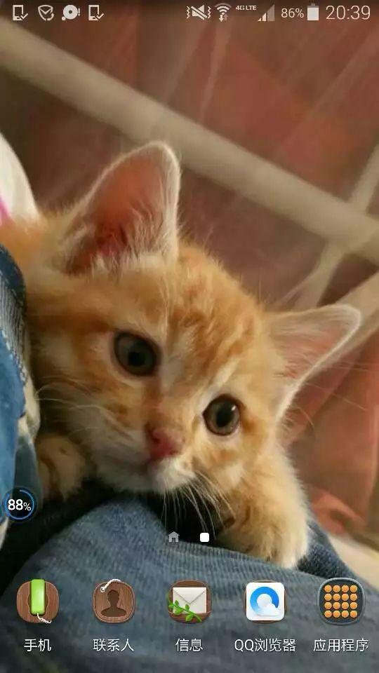 橘猫为什么很少母的 v2-2f138777504f69cca22fbec999c65164_r.jpg