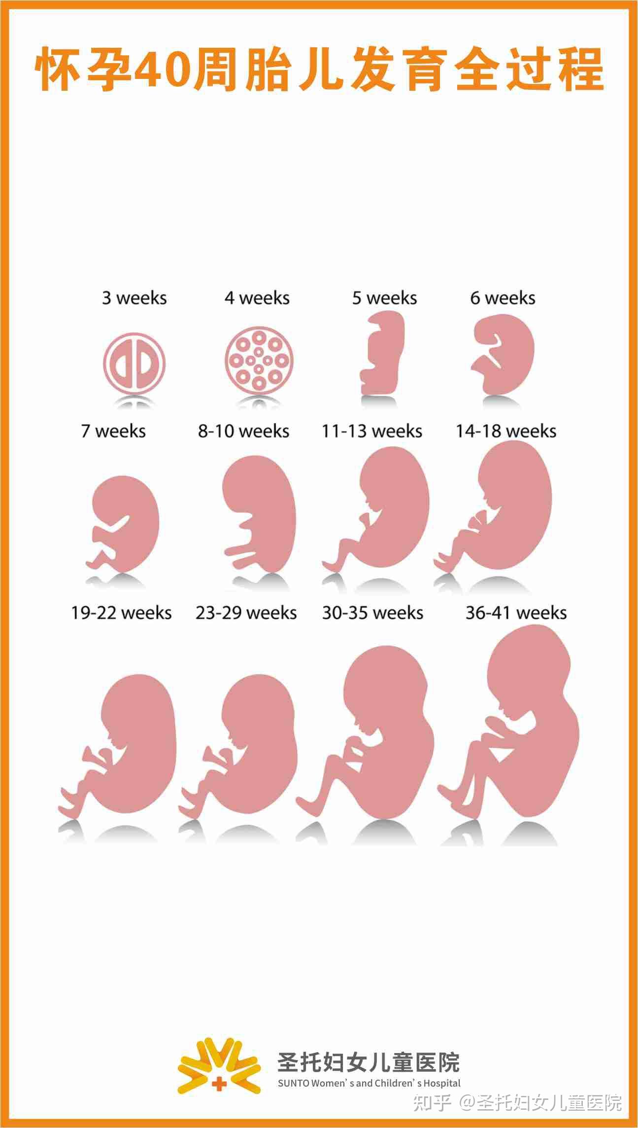 怀孕周期宝宝发育图图片