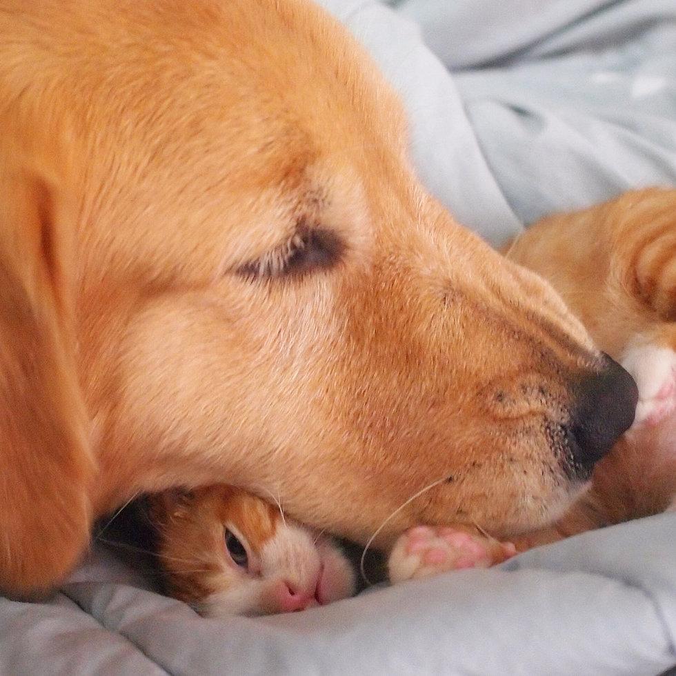 大金毛遇上小橘猫的画风太暖了简直被喂了一把甜狗粮