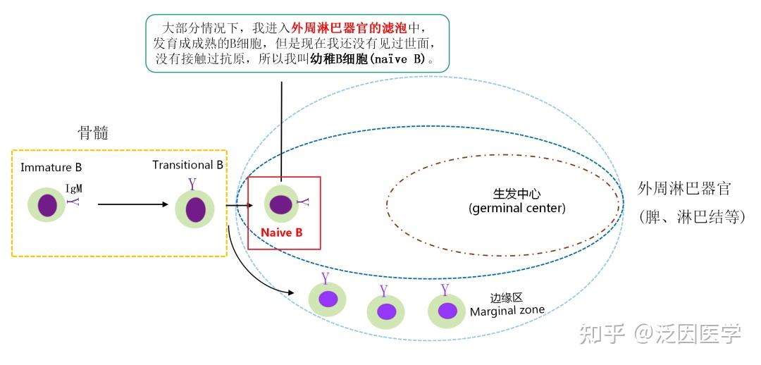 一文读懂B细胞的发育成熟及癌变 - 知乎