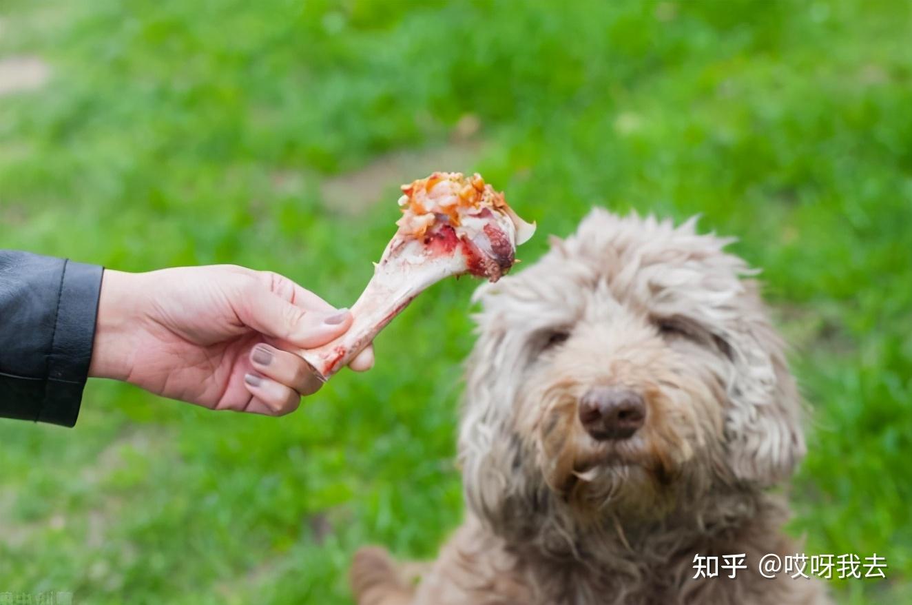 狗狗不能吃的食物(为什么狗狗不吃东西)