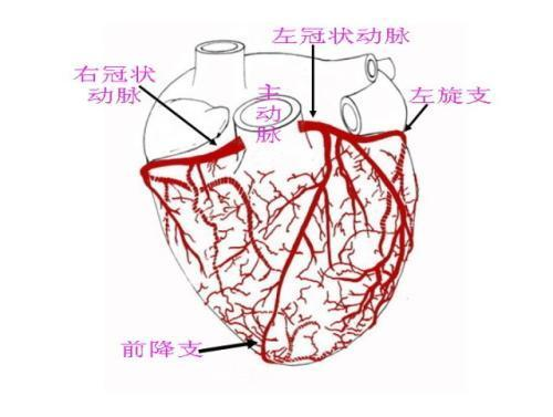 為什麼心臟這麼重要的器官沒有進化出多條動脈血供? - 知乎