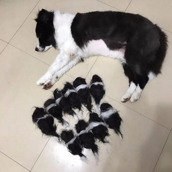 边境牧羊犬剃完毛生出11只狗宝宝 网友发现真相后爆笑 太逼真了 知乎