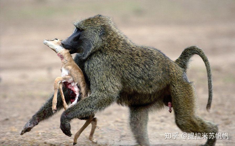 猩猩猴子狒狒大猩猩猿之间的区别是什么