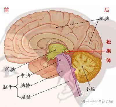 全脑开发——第三只眼松果体的背后,究竟藏了什么秘密? - 知乎