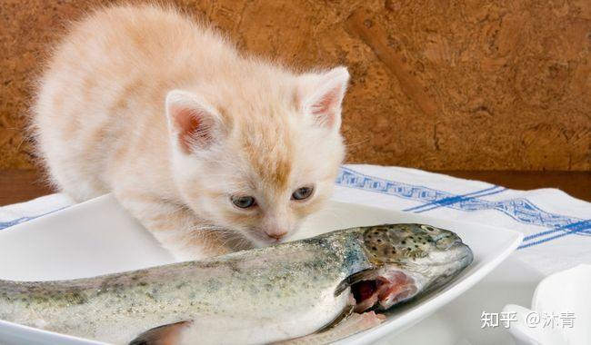 猫爱吃鱼是真的吗