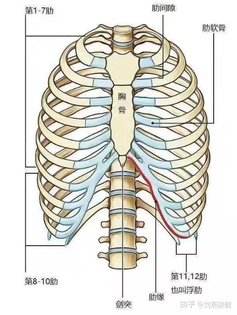 了解下肋骨的结构:正常人体肋骨左右共计12对,其中的第1到7对肋骨借助