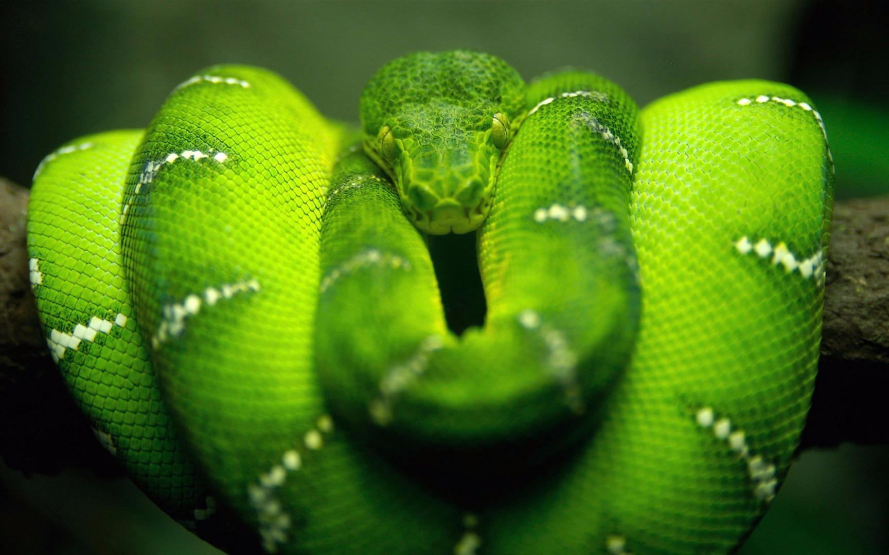 【蟒蚺】绿树蟒&翡翠树蚺Morelia viridis&Corallus caninus - 知乎