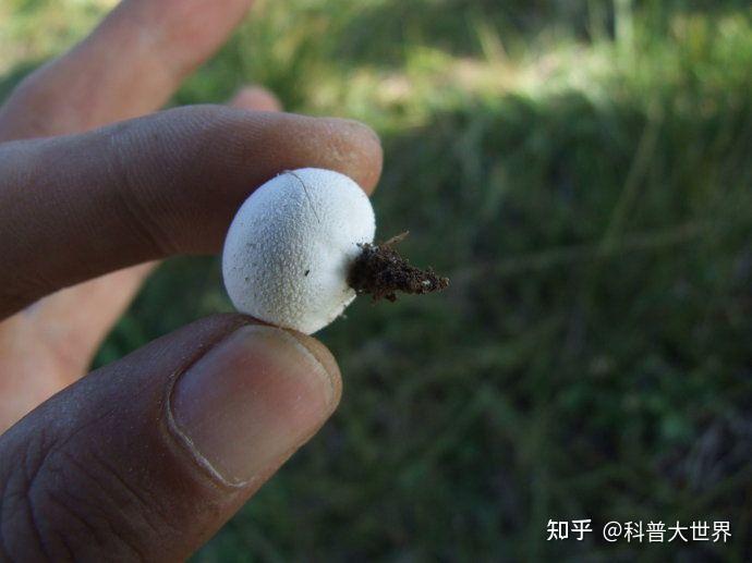 最大单体蘑菇,看着像馒头,吃着像豆腐!嫩时很美味,老了会冒烟