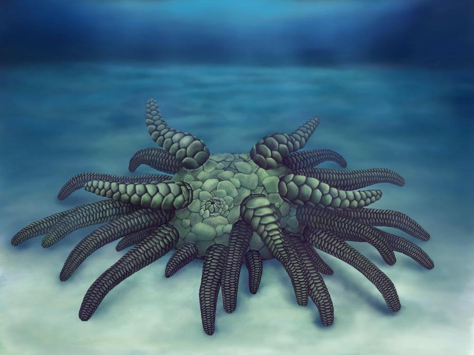 这个古老的海洋生物有45根触手克苏鲁的原型竟是海参 知乎