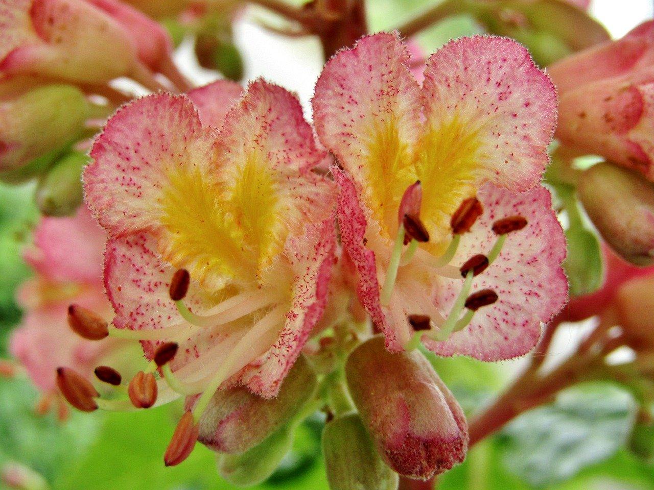 2. 白及一斤行情