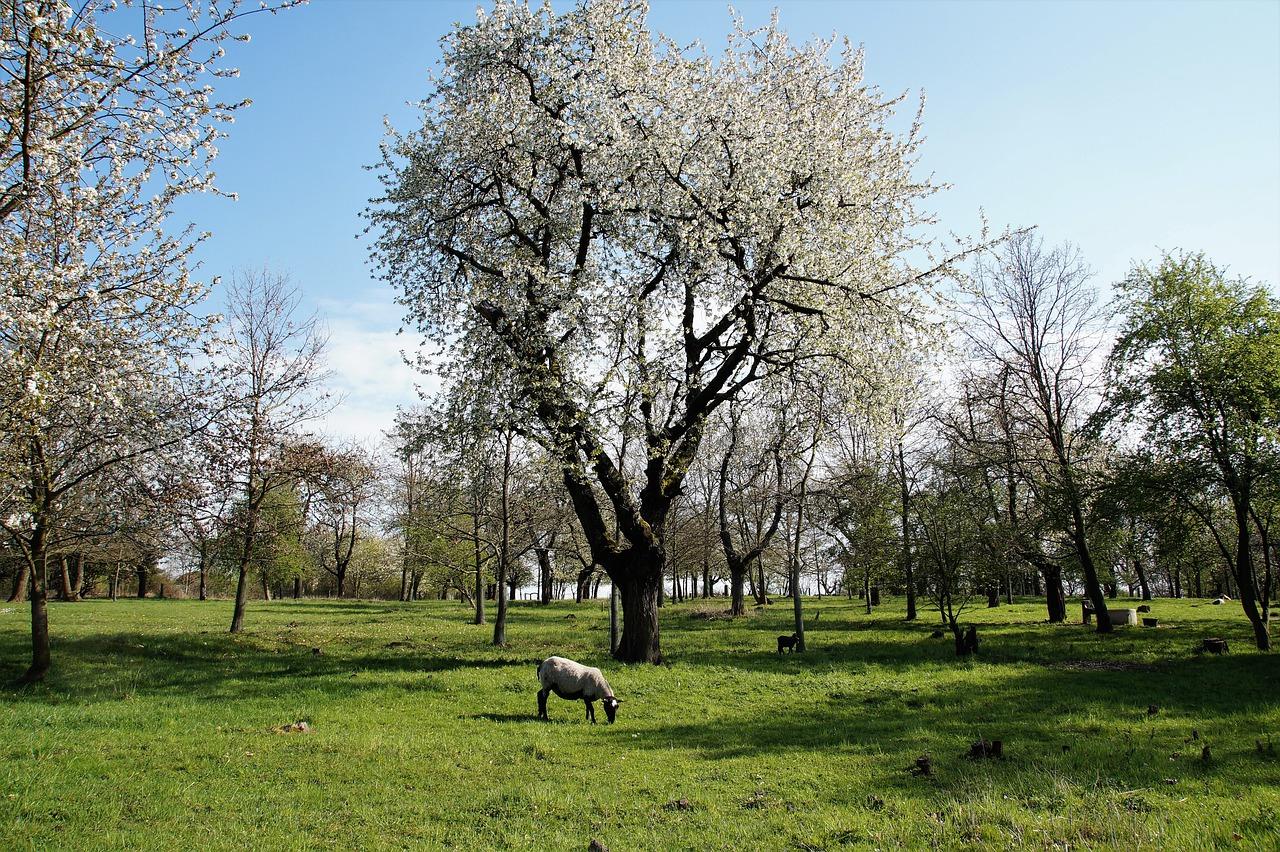 屋顶绿化养护攻略