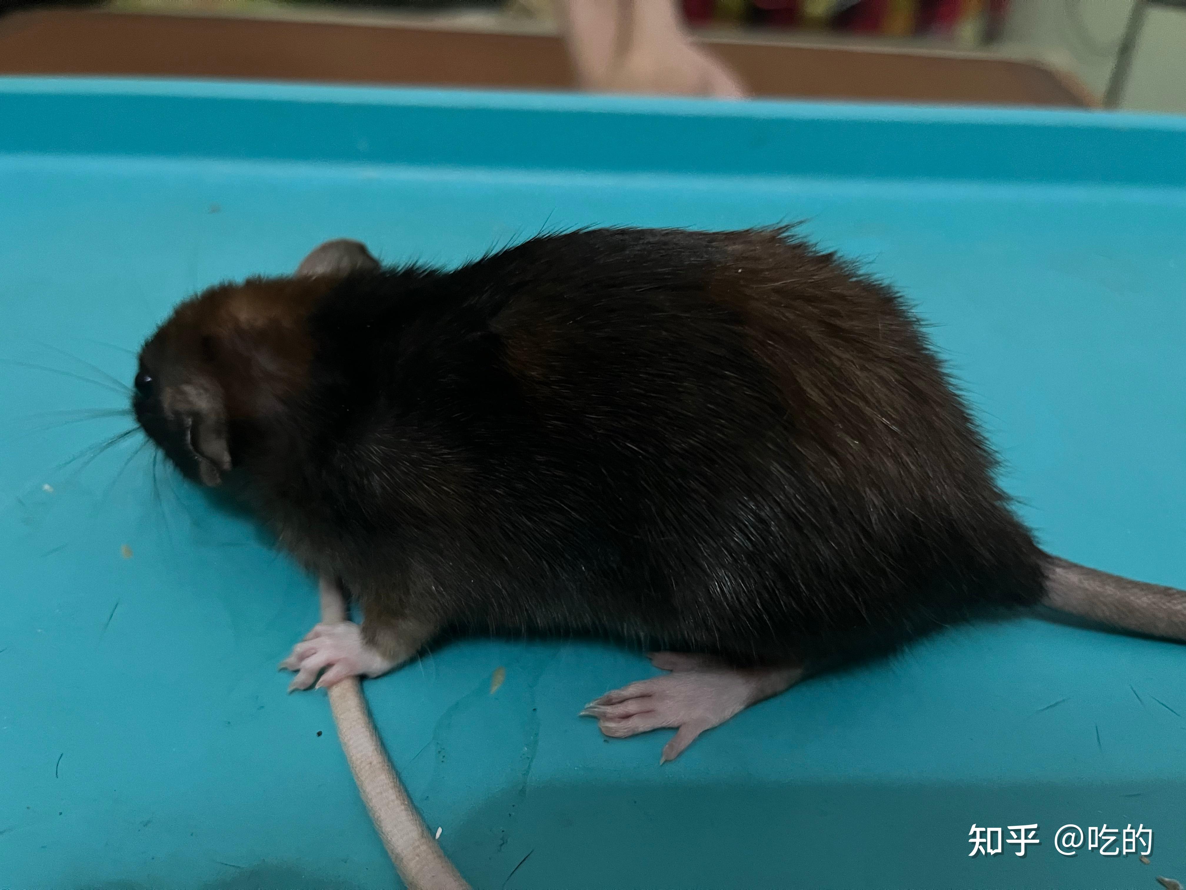 花枝鼠和猫咪哪一个陪伴型更好