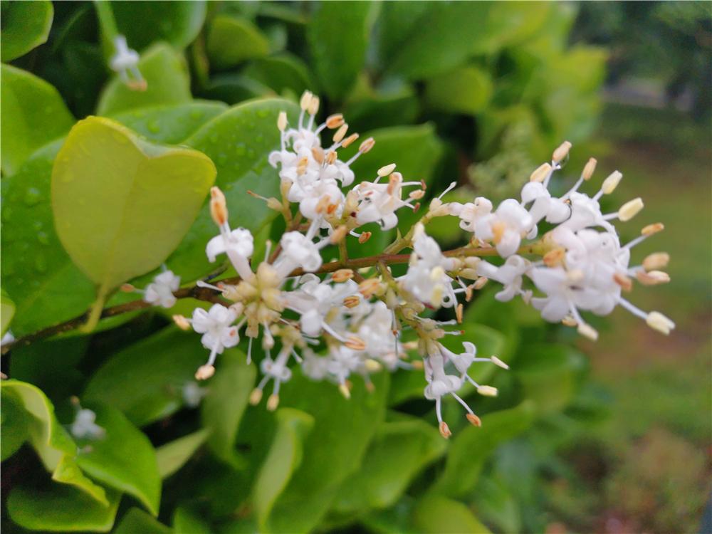 美丽吉安暮春四月小蜡花开洁白如雪气味芬芳