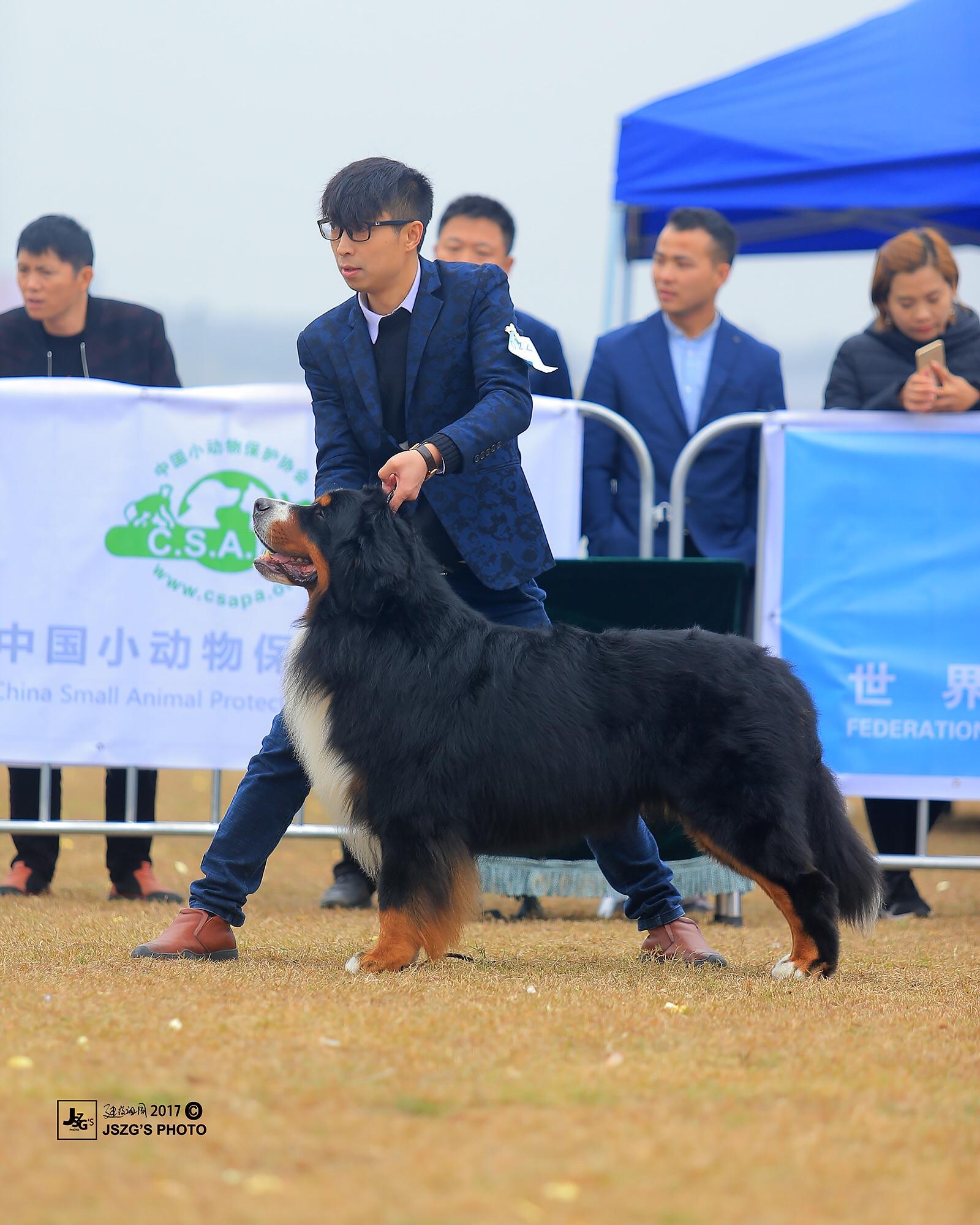 一锤定音伯恩山犬舍