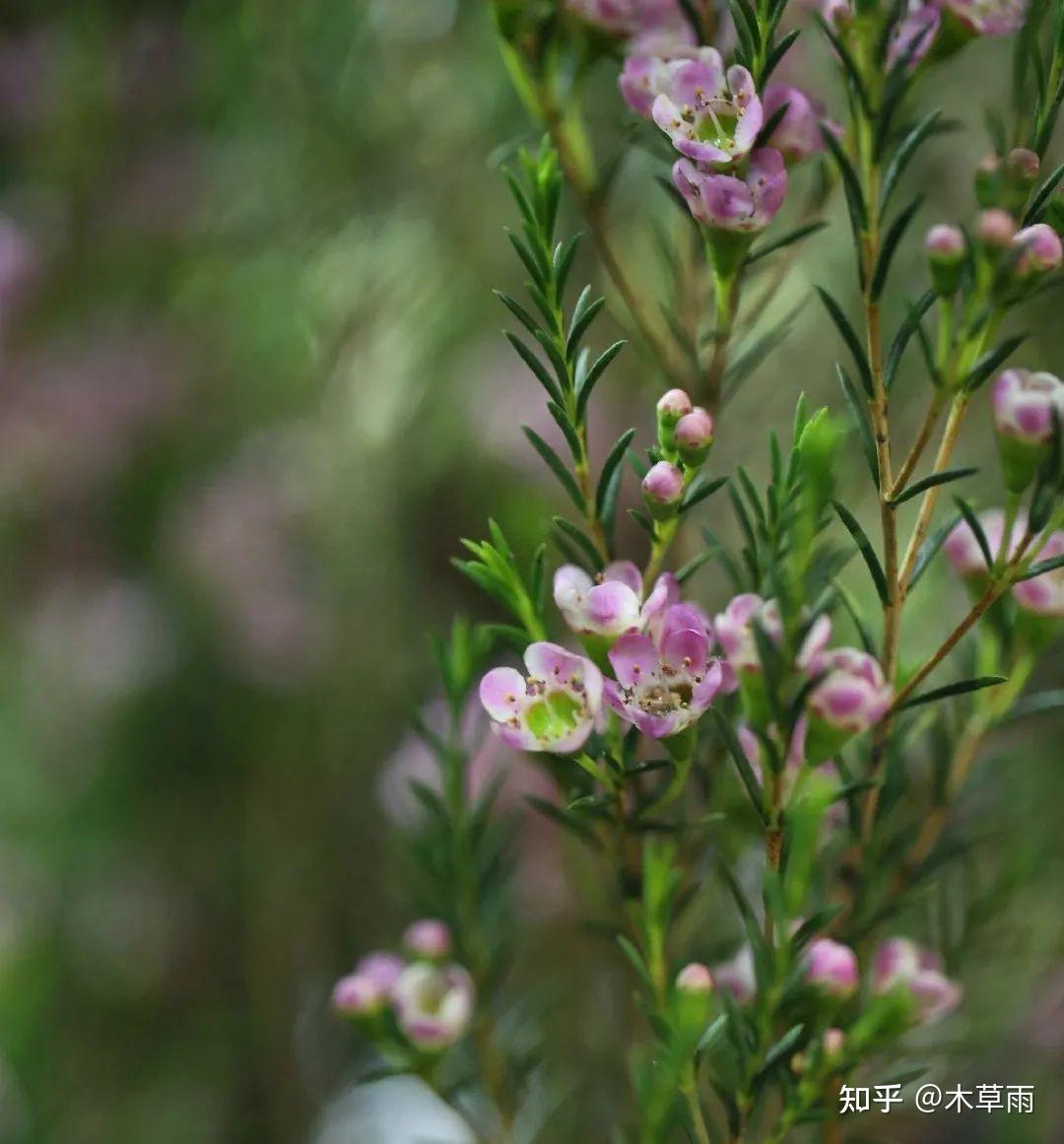 松叶腊梅图片