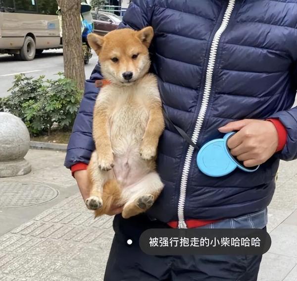 张大奕是什么意思_张大奕公司旗下的网红_张大奕抖音