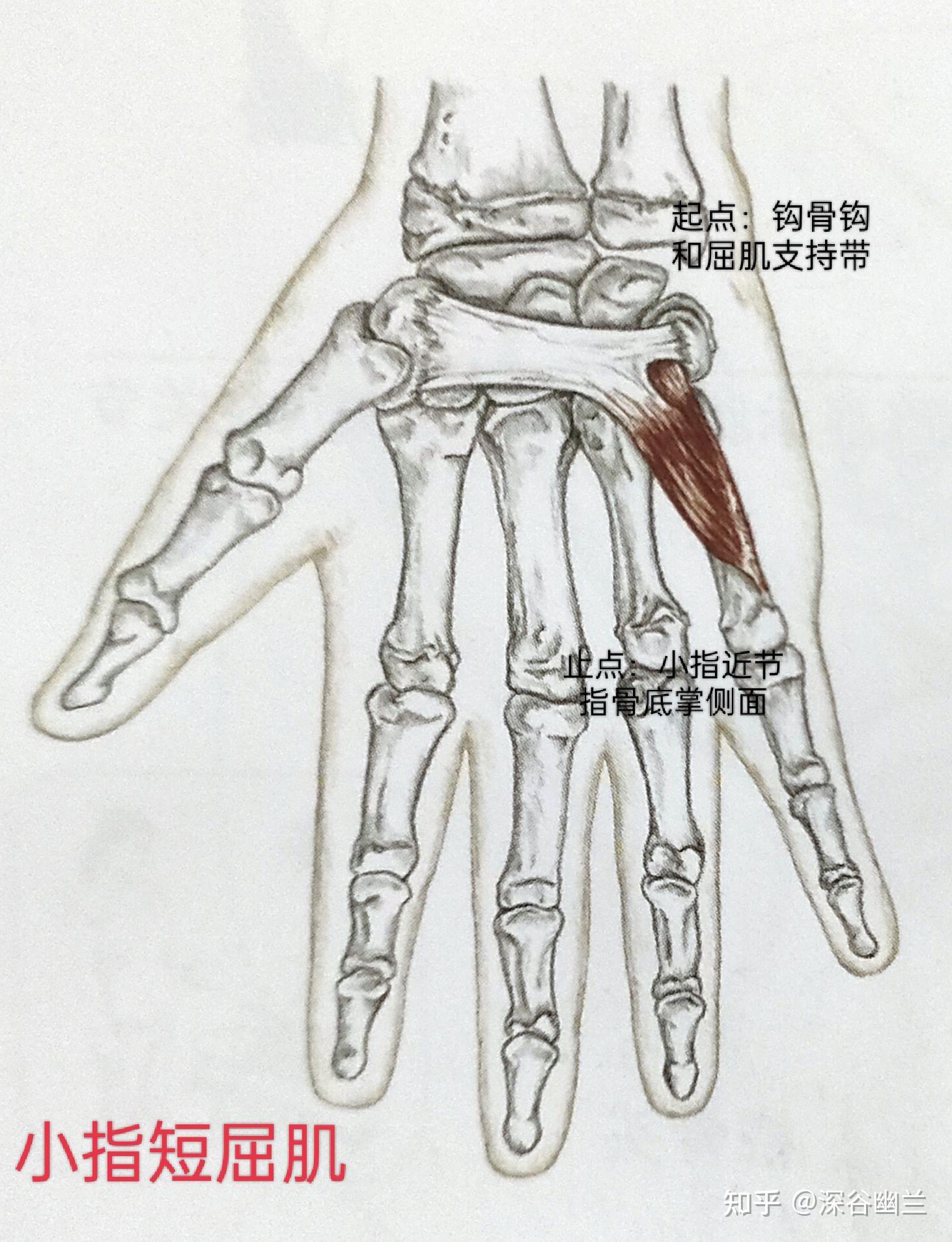骨间背侧肌(示,中,环指,协助),示指伸肌(示指),蚓状肌,指伸肌