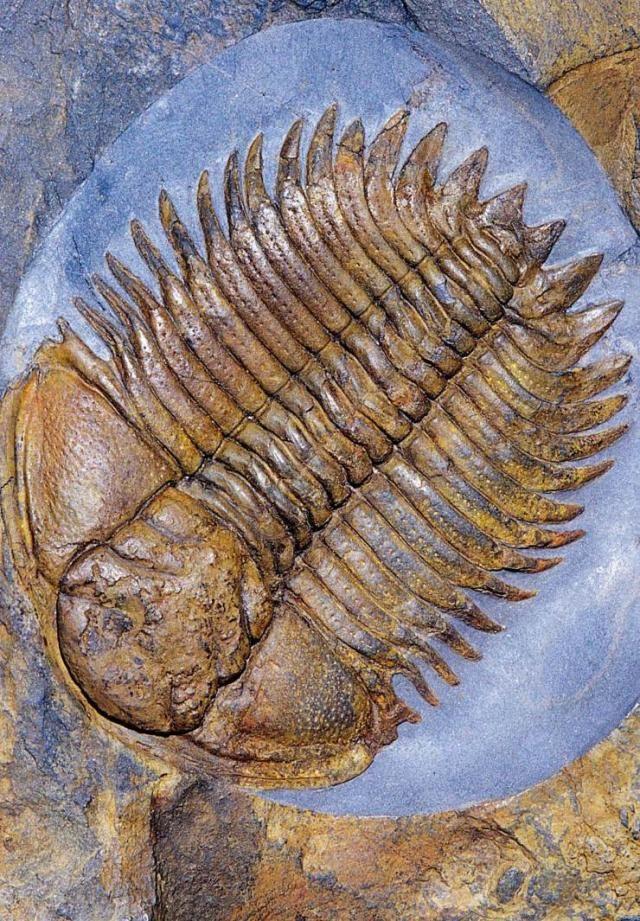 杆石是在那场灭绝中从海底皇宫中出逃的后裔.