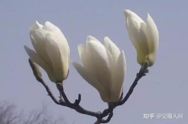 春季北京到哪儿可以观赏玉兰花?您就去这几个地方 - 知乎