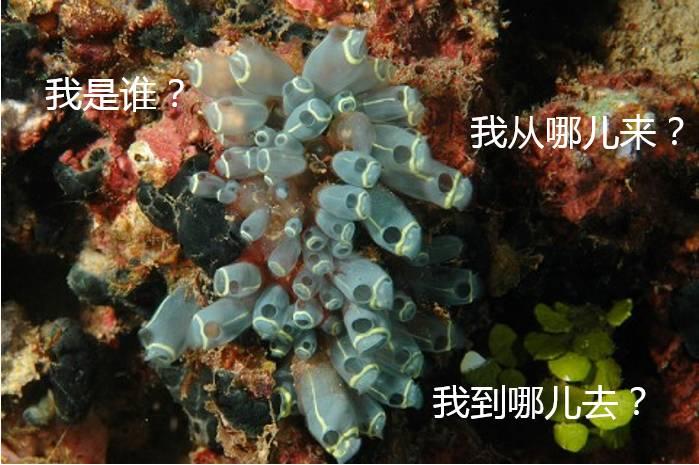 想想带你学百科海鞘我已经放弃了思考