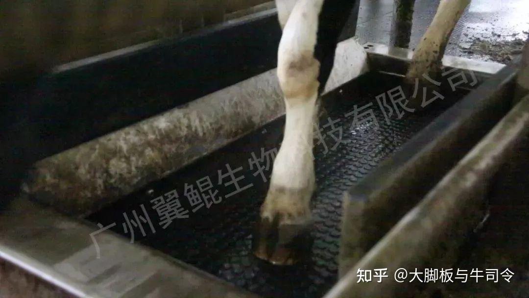 关注奶牛肢蹄健康，从蹄浴开始 - 知乎