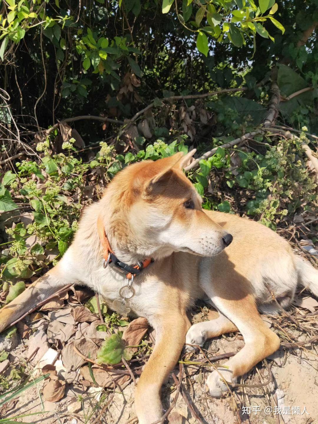 中華田園犬那麼好養為什麼那麼多人不願意養呢