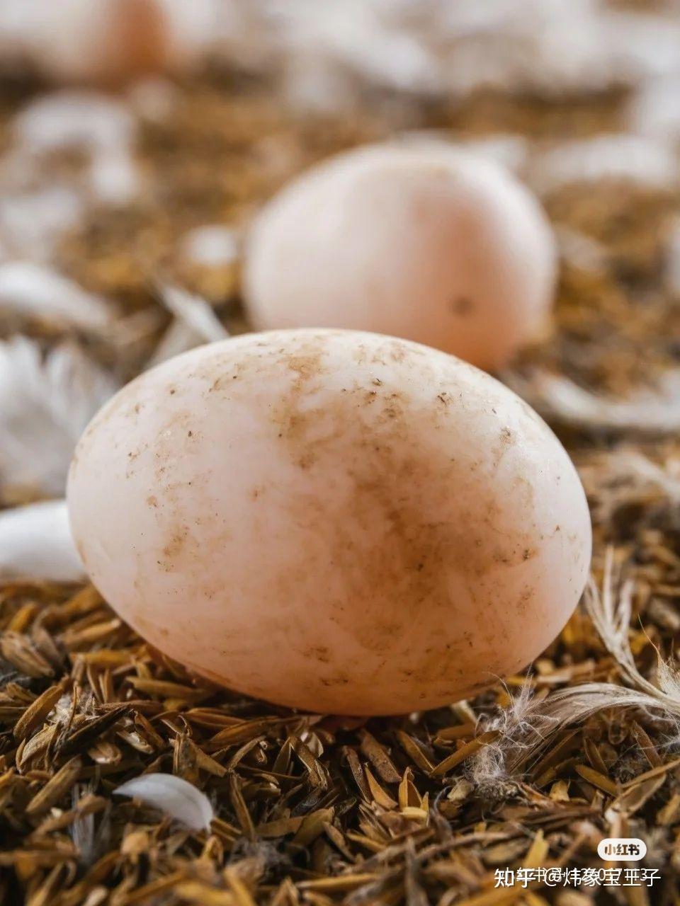 白鹭鸭蛋的营养价值和药用价值-买前一定要科普一下 - 知乎