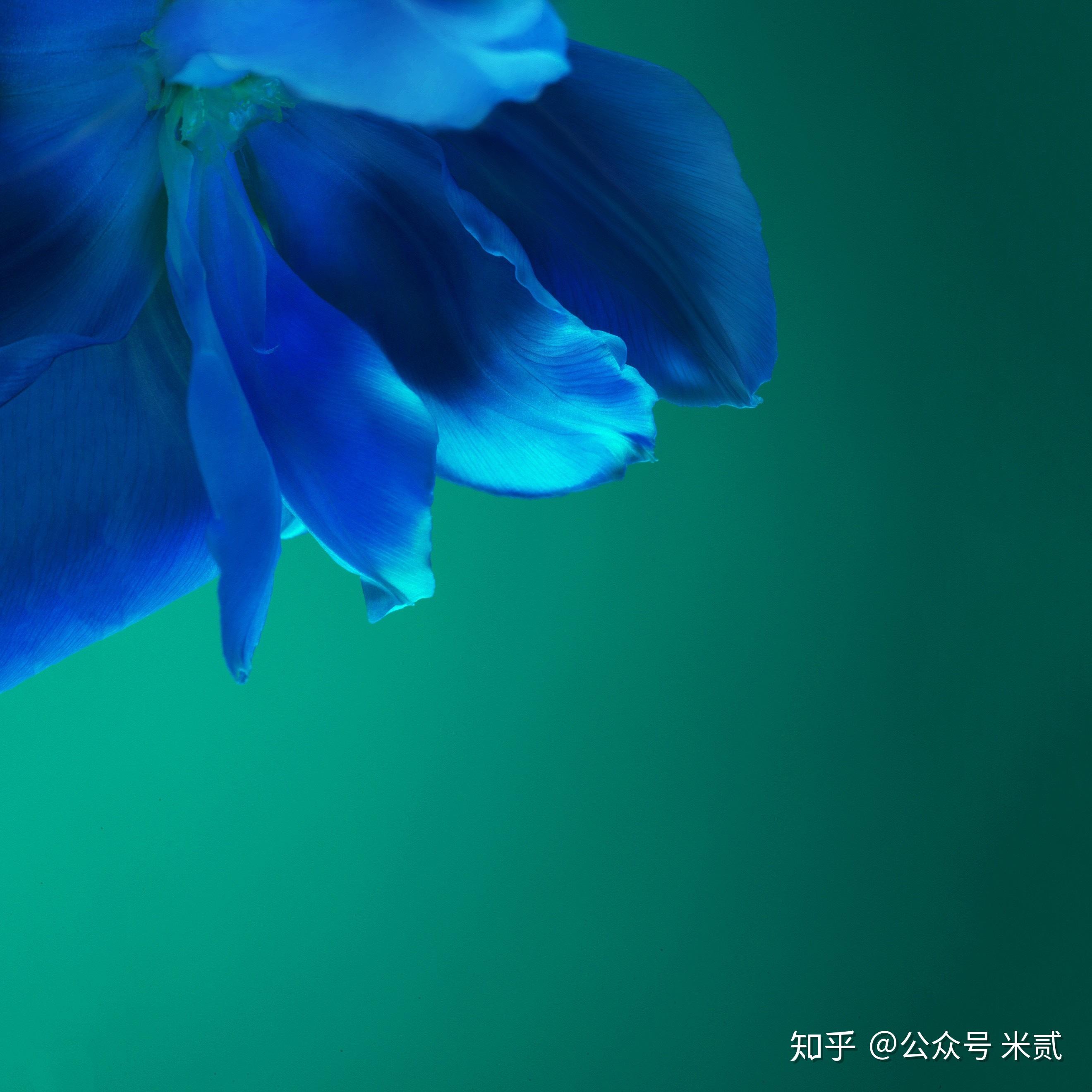 有没有特别华为p40系列屏幕的壁纸就是前置摄像头的部分能够与壁纸