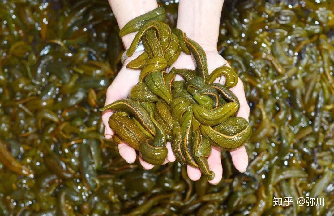 水蛭在你的呼吸中感到发热或者 co 2,它可以通过使用它的嘴和臀部吸盘