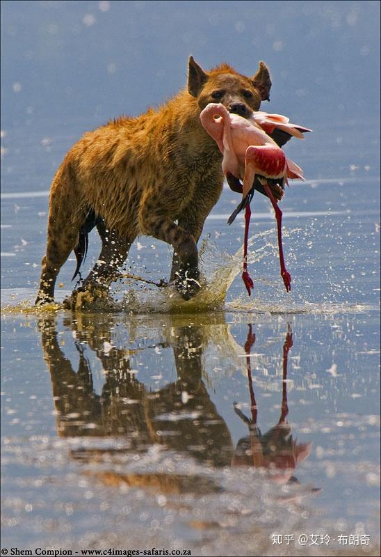 传言鬣狗和野狗喜欢掏肛,是真的吗?为什么?