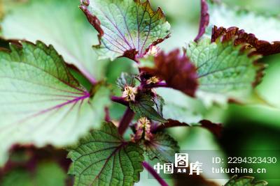 养在深闺无人知的一种香料 紫苏 知乎 养在深闺无人知的一种香料 紫苏 知乎