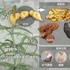 分享正确食用黄精的方法 - 知乎