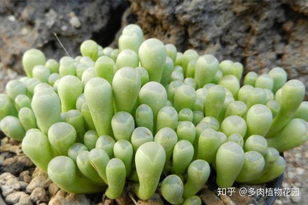 多肉植物多澆水後怎麼處理呢