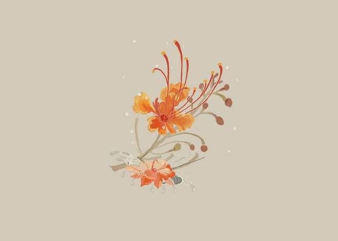 爱的花语之金凤花